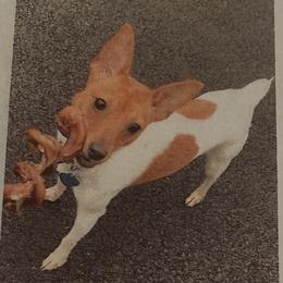 Lemonade - White and tan female Toy Fox Terrier puppy in Clermont, Florida from Debbie Hiles's Toy Fox Terriers