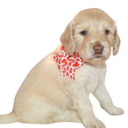 Sugar - Aussiedoodle puppy from Boondock Doodles