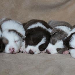 Border Collie Puppies from C Bar C Ranch Border Collies