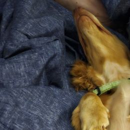 Dachshunds from Adney Acres Dauchshunds