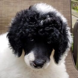 Poodles from Lifestyle Standard Poodles