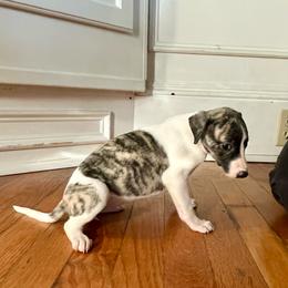 Eleanor - Fawn brindle female Whippet puppy in Clinton, Tennessee from Ivanhoe Borzoi