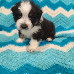Australian Shepherd Puppies from Whitfarm Aussies