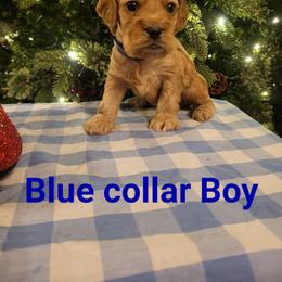 Blue Boy - Red male Cockapoo puppy in Dayton, Ohio from There's no place like home spaniels