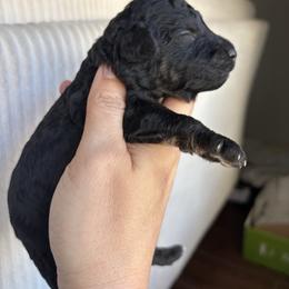 Black tri male - Black tri-color male Aussiedoodle puppy in Weeki Wachee, Florida from Pawprint Dreams Boarding and Kennel