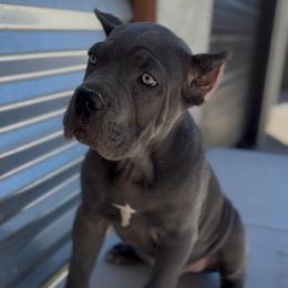 Male 1 - Gray male Cane Corso puppy in California from Donato Kennels