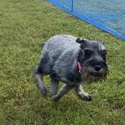 Luci - Standard Schnauzer
