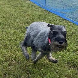 Luci - Standard Schnauzer