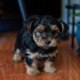 Yorkshire Terrier Puppies from Precious Puppies