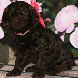 Pink - Chocolate female Australian Labradoodle puppy in Milton, North Carolina from Good Day Doodles