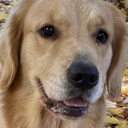 Paddy - Golden Retriever