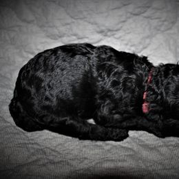 Great Dane and Poodle Puppies from StrayDog Great Danes and Standard Poodles