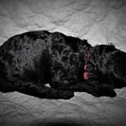 Great Dane and Poodle Puppies from StrayDog Great Danes and Standard Poodles
