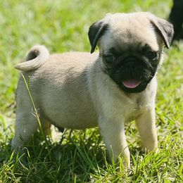 Snack Size - Fawn male Pug puppy in Saint Pauls, North Carolina from Copperfield’s Goldens
