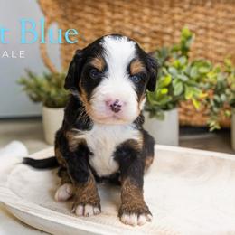 Light Blue - Tri-color male Bernedoodle puppy in Alpharetta, Georgia from Doodles of Buckhead