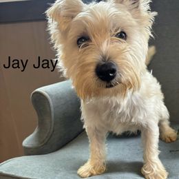 Jay Jay - West Highland White Terrier