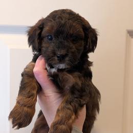 Toast - Black and tan male Yorkipoo puppy in Coshocton, Ohio from Forever Family Puppies