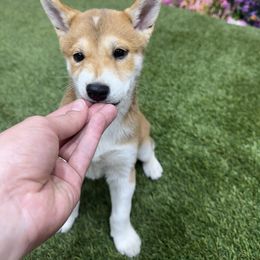 Ranger - Sesame male Shiba Inu puppy in Arcola, Illinois from Highline Puppies