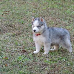 Pomsky and Siberian Husky Puppies from Beastly Beauties Huskies & Pomskies