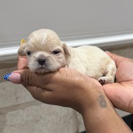 Shih Tzu Puppies from Pretty Paws & Pearls Shih Tzu's