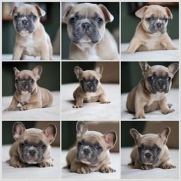 French Bulldog puppies from BuschBabyBulldogs