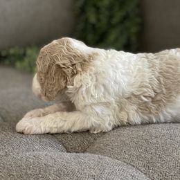 Poodle Puppies from Home of Doodles