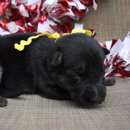 Yellow Girl - Black and tan female German Shepherd puppy in Grants Pass, Oregon from Granville German Shepherds