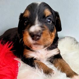 Puddle (grey ribbon) - Phantom male Bernedoodle puppy in Fallbrook, California from BFF Bernedoodles