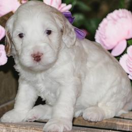 Purple - Caramel female Australian Labradoodle puppy in Milton, North Carolina from Good Day Doodles