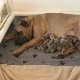 Boy 2 - Fawn male Cane Corso puppy in Briggs, Texas from Capital City Corso’s