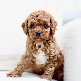Sandy - Red  female Goldendoodle puppy in Alamance County, North Carolina from Doodle Squad Puppies