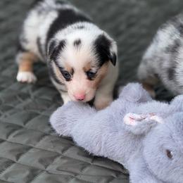 Bliss - Blue merle and white female American Corgi puppy in Nortonville, Kansas from Low Riders Corgis & Mini Aussies