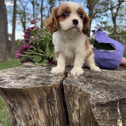 Wags - Blenheim male Cavalier King Charles Spaniel puppy in Shepherdsville, Kentucky from Cavalierkentuckypride