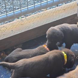 Yellow - Chocolate male Labrador Retriever puppy in Astoria, Oregon from Tahoma Sunrise