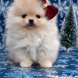 Orange - Cream female Pomeranian puppy in Westminster, Colorado from VanityPom’s