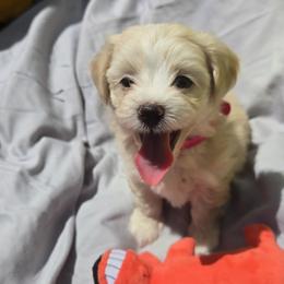 Girl 1 - Cream female Maltipoo puppy in Brooksville, Florida from DeVall Maltipoos