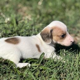 AKC Shaded Cream dapple piebald smooth coat - Piebald female Dachshund puppy in Anderson, California from Golden Paws Dachshunds
