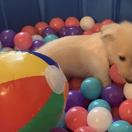 Silken Windhound Puppies from Regalant Silken Windhounds