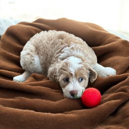 Nova - Yellow and white female Bernedoodle puppy in Aubrey, Texas from Four Willows Farm