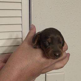 Lena - Blue and tan female Dachshund puppy in Dayton, Ohio from Jen's Mini Dachshunds