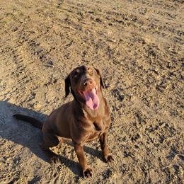 Dana (Nato, shark bait, choco dog) - Chocolate female Labrador Retriever puppy in Sidney, Nebraska from Nebraska Strong Labradors