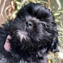 Buster - Black and white male Shih Tzu puppy in Victorville, California from Precioustzus
