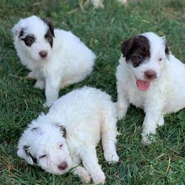 Portuguese Water Dog Puppies from Stacy's PWD Portuguese Water Dogs