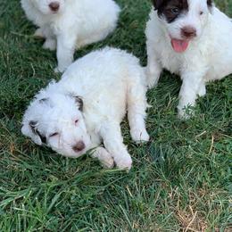 Portuguese Water Dog Puppies from Stacy's PWD Portuguese Water Dogs