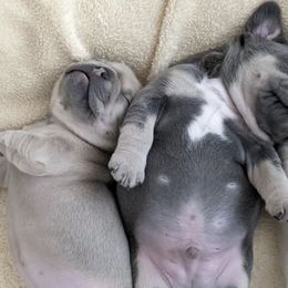 French Bulldogs from Rebel Belle Bullies