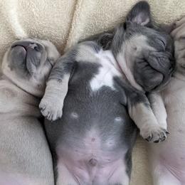 French Bulldogs from Rebel Belle Bullies