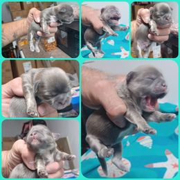 Boy 1 - Blue male Shih Tzu puppy in Houston, Texas from Shih Tzu Houston