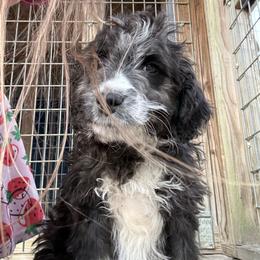 Aristotle - Black and white male Aussiedoodle puppy in Four Oaks, North Carolina from RoseWest Farms