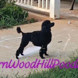 Poodles from ThornWood Hill Poodles