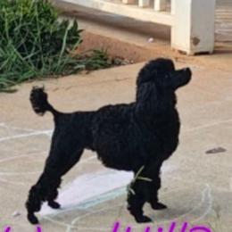 Poodles from ThornWood Hill Poodles